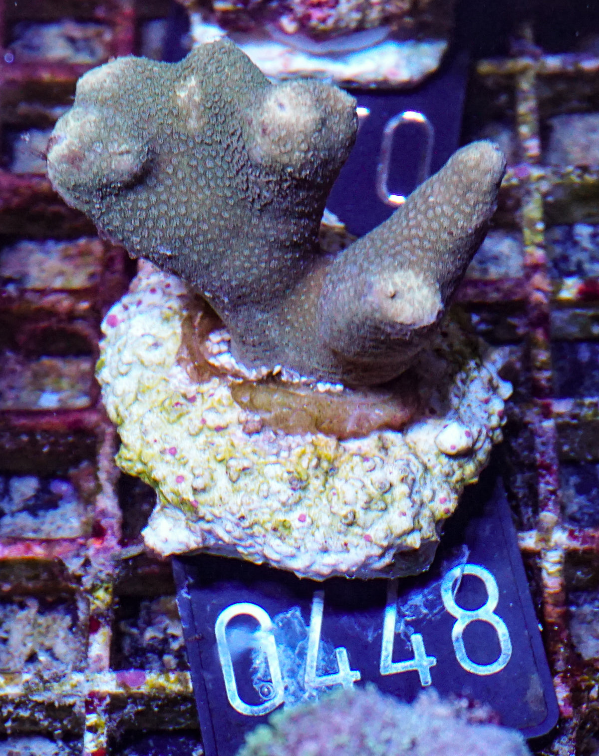 Porites lichen