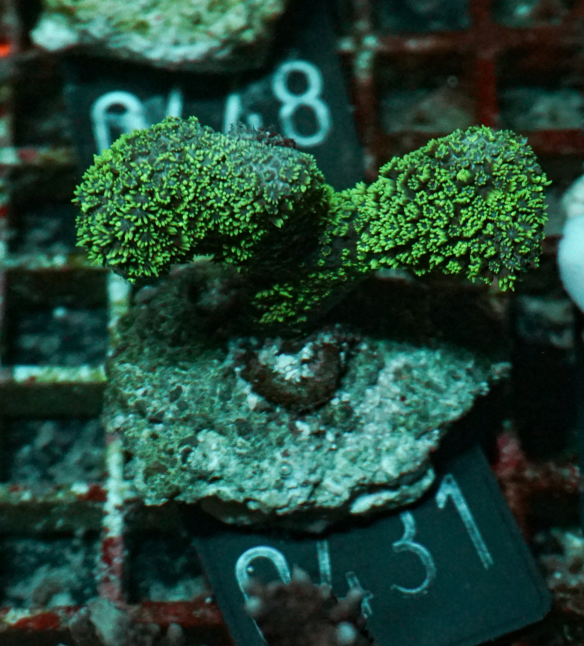 Porites porites