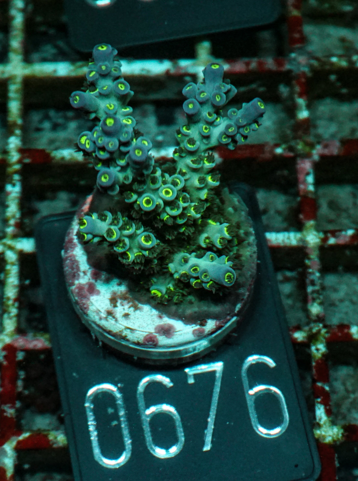 Acropora kenti "Twin" Grade 2