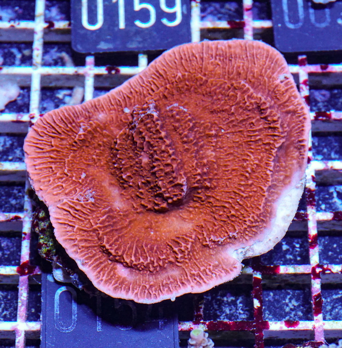 Montipora foliosa