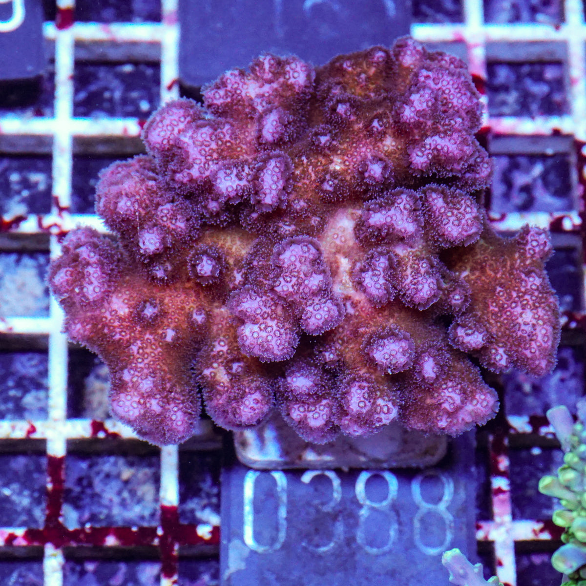 Pocillopora damicornis "pink"