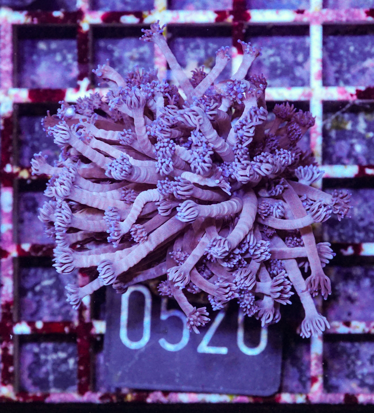 Goniopora lobata "lila"