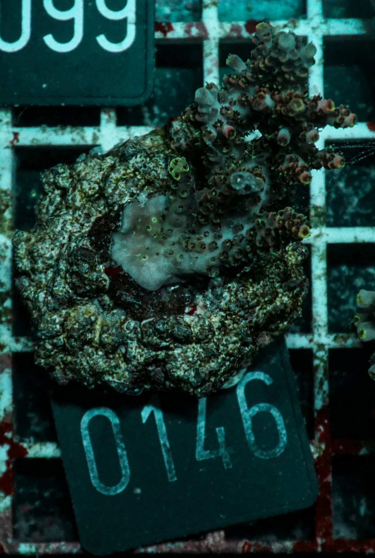 Acropora hyacinthus "pink lady"