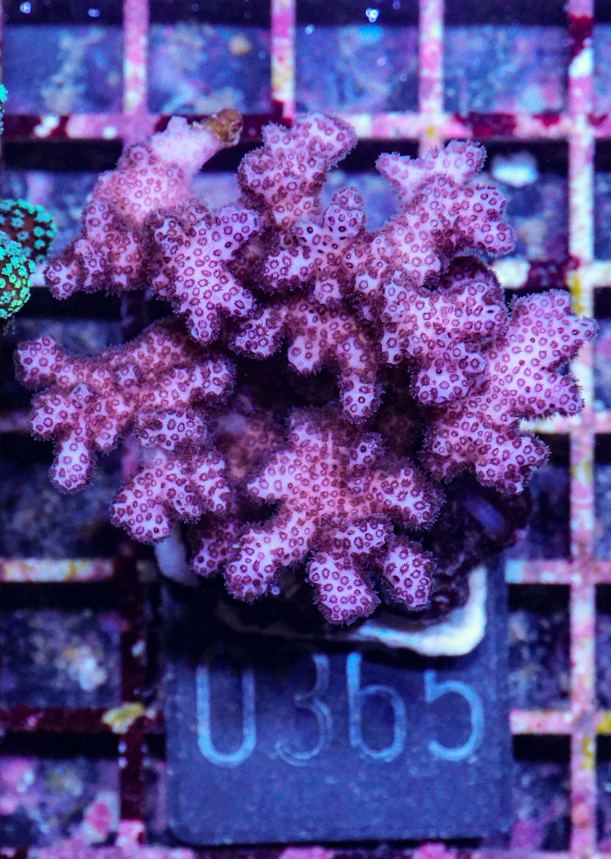 Pocillopora acuta/damicornis "pink"