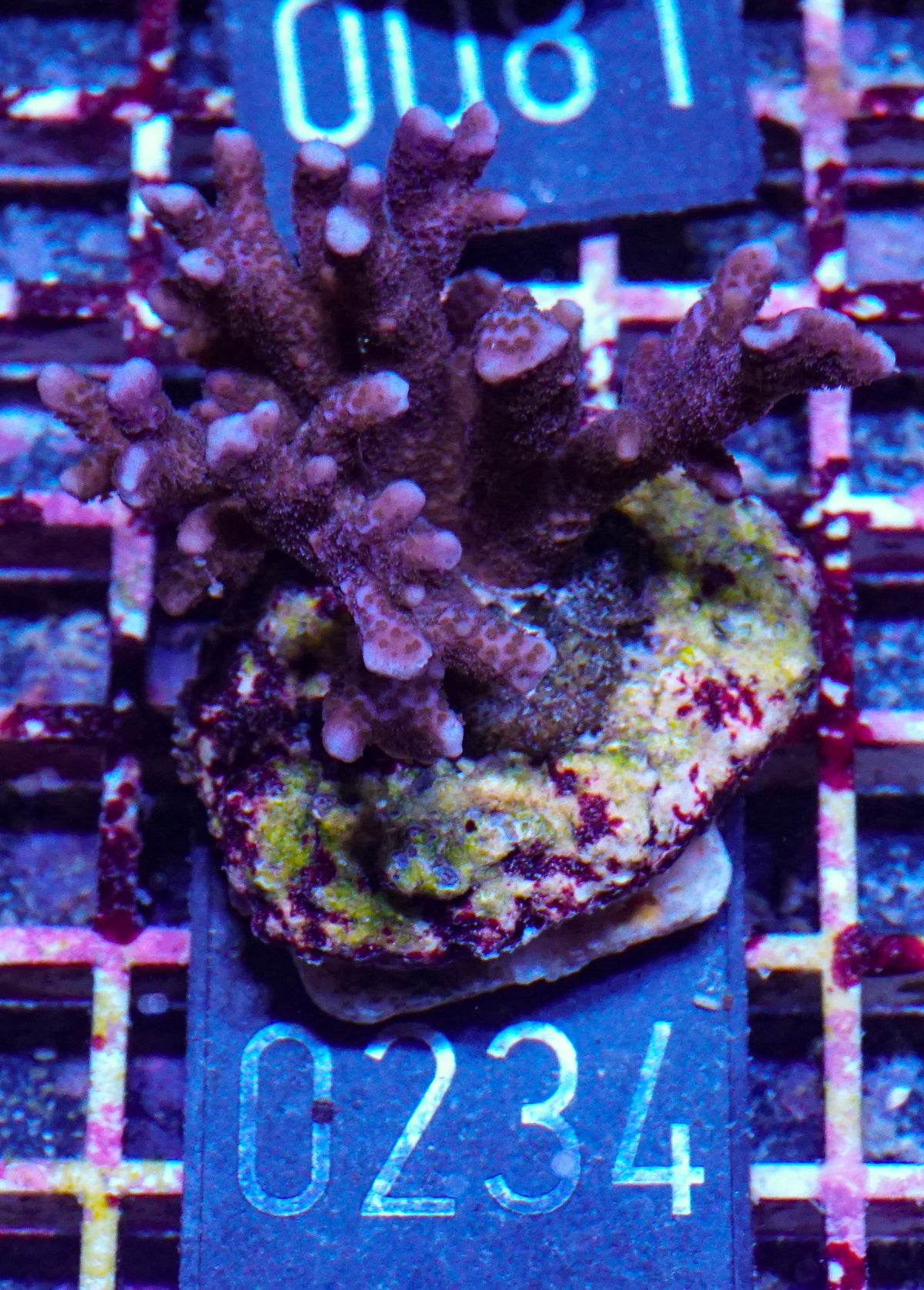 Montipora altasepta "digitata" lila