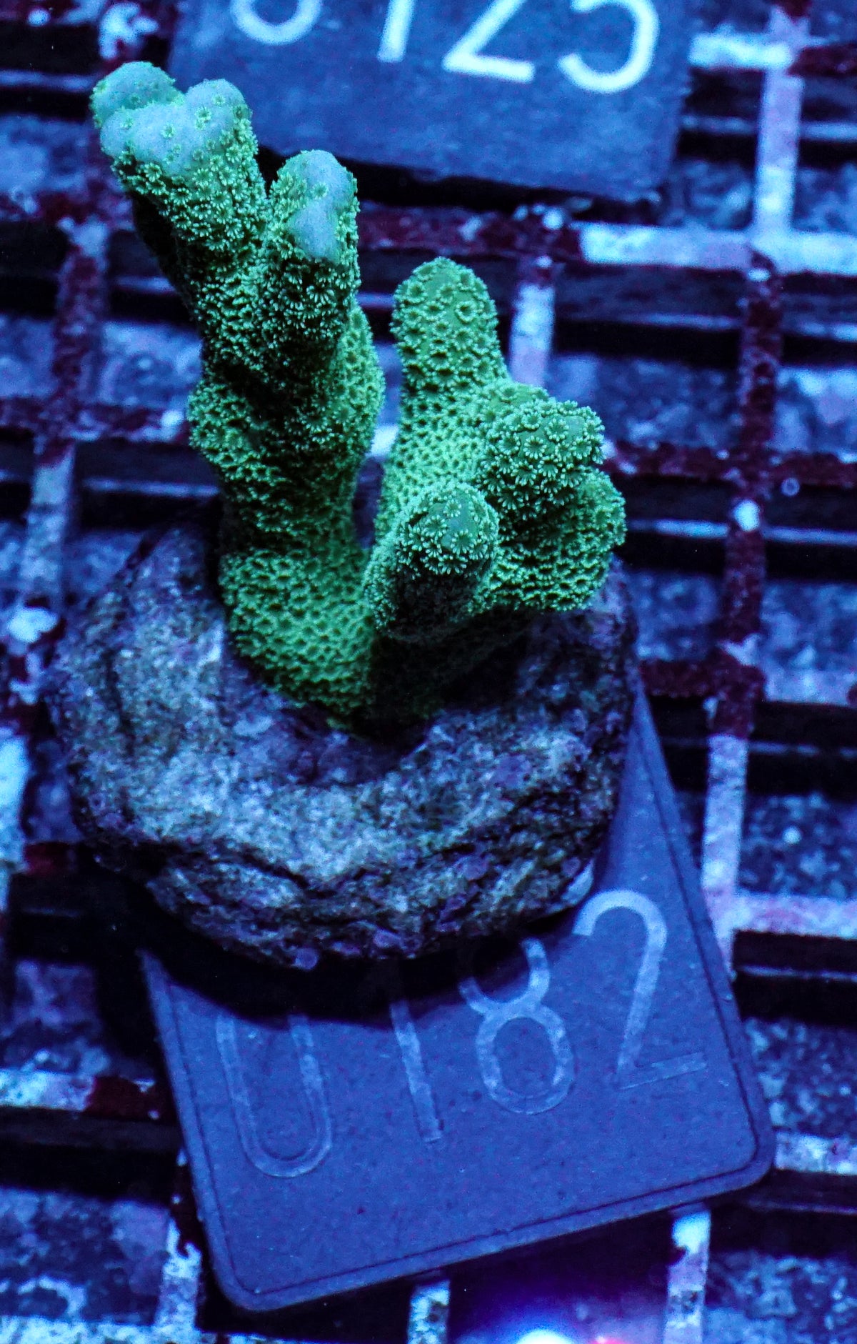 Montipora digitata grün