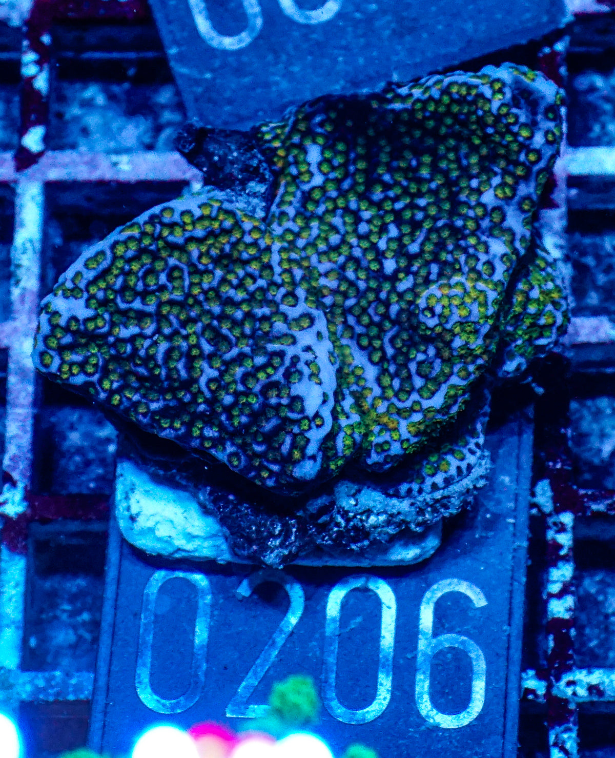 Montipora mollis "rainbow"