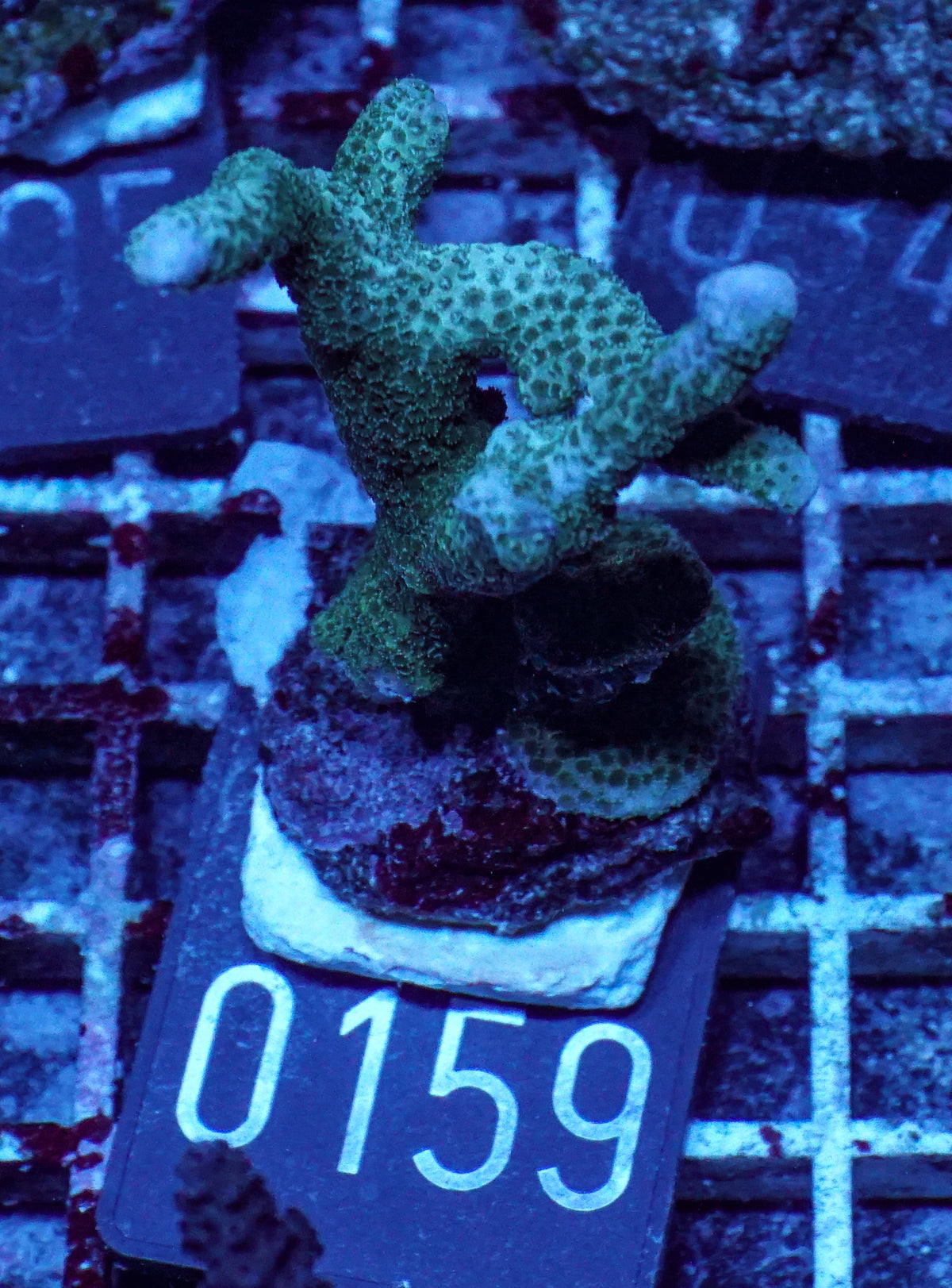 Montipora gaimardi
