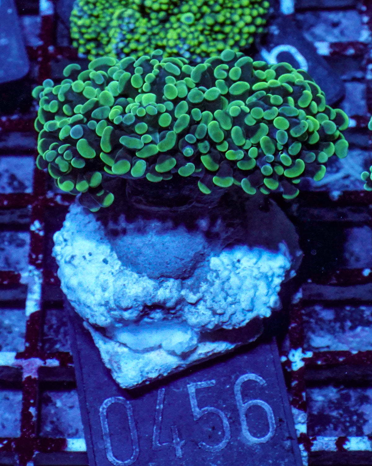 Euphyllia/Fimbriaphyllia paraancora