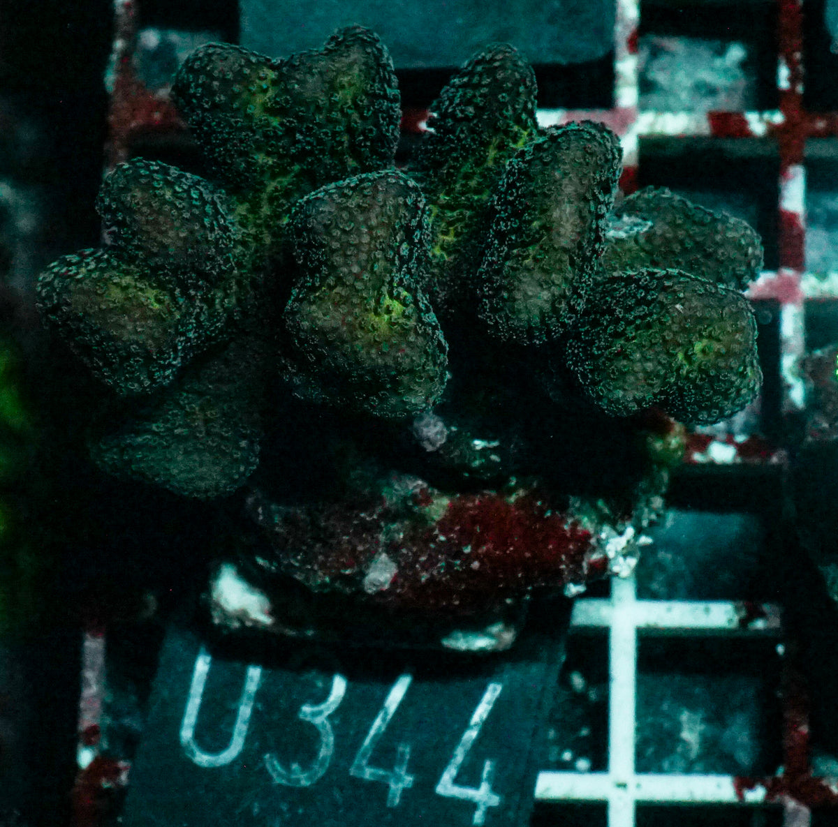 Stylophora pistillata "pink"