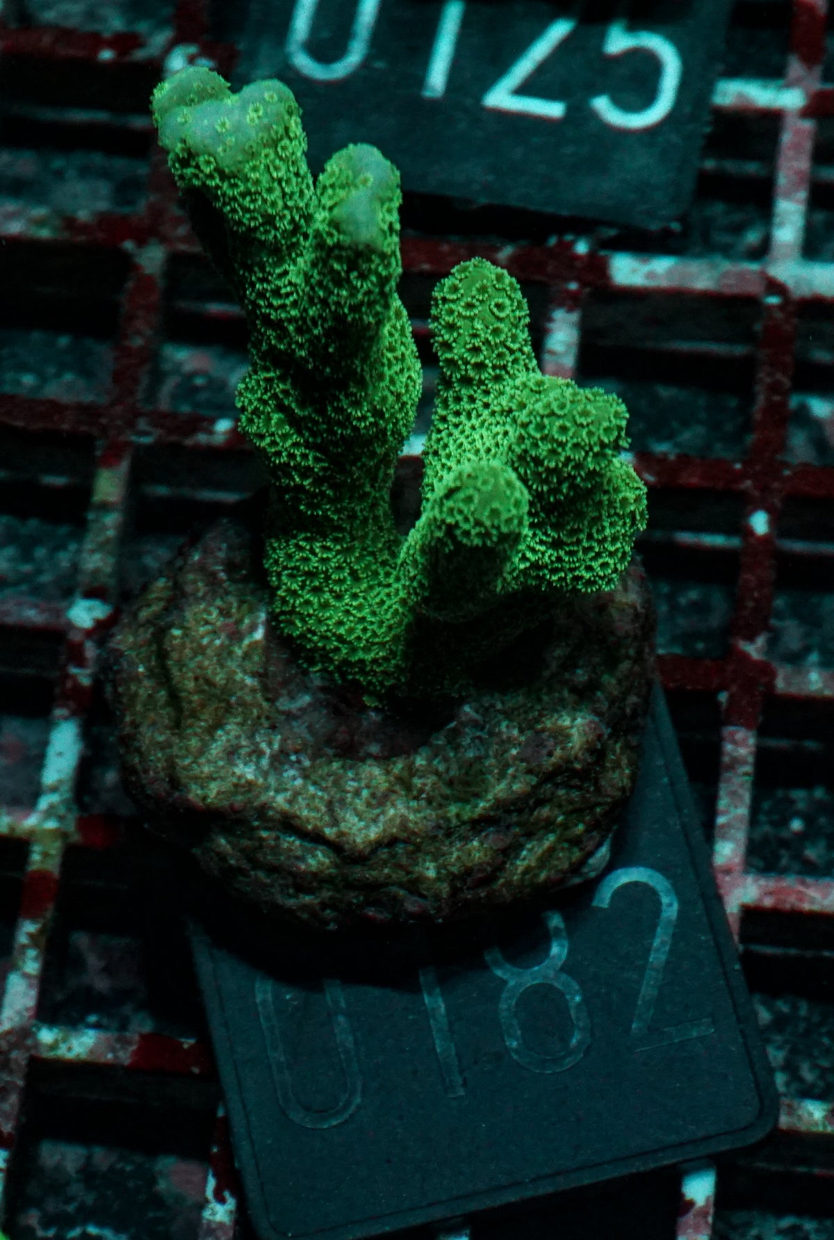 Montipora digitata grün