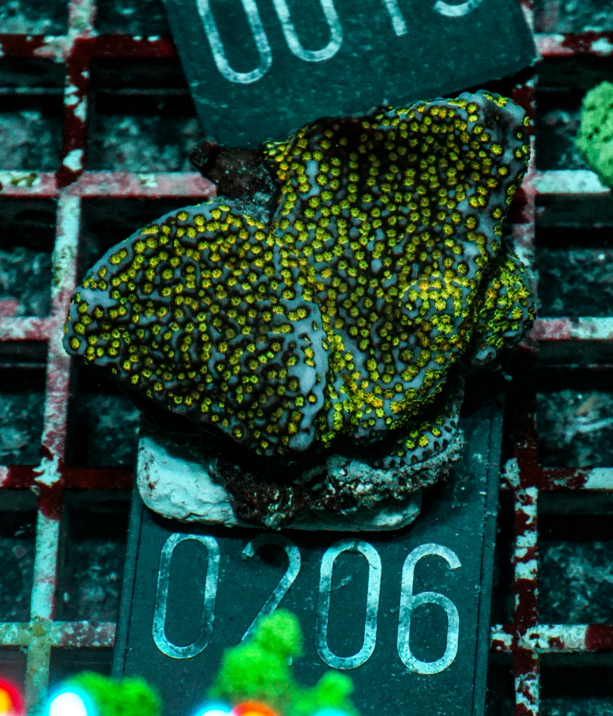 Montipora mollis "rainbow"