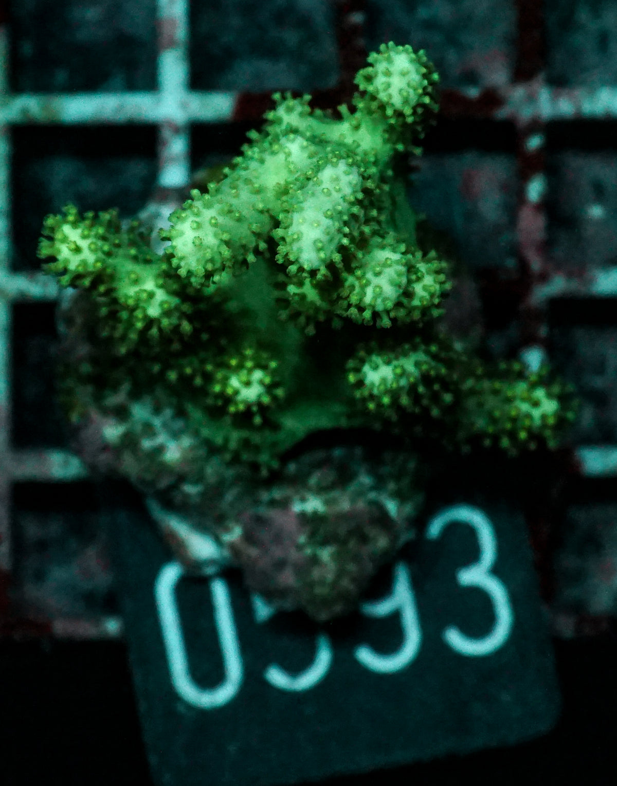 Sinularia/ Sclerophytum sp. „grün"