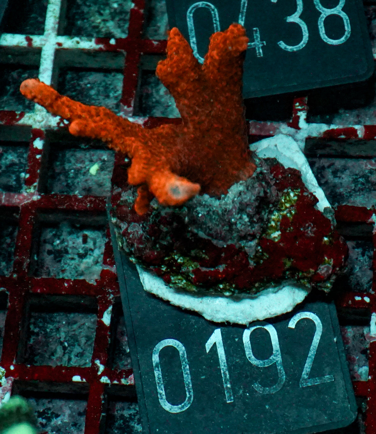 Montipora altasepta "digitata" red