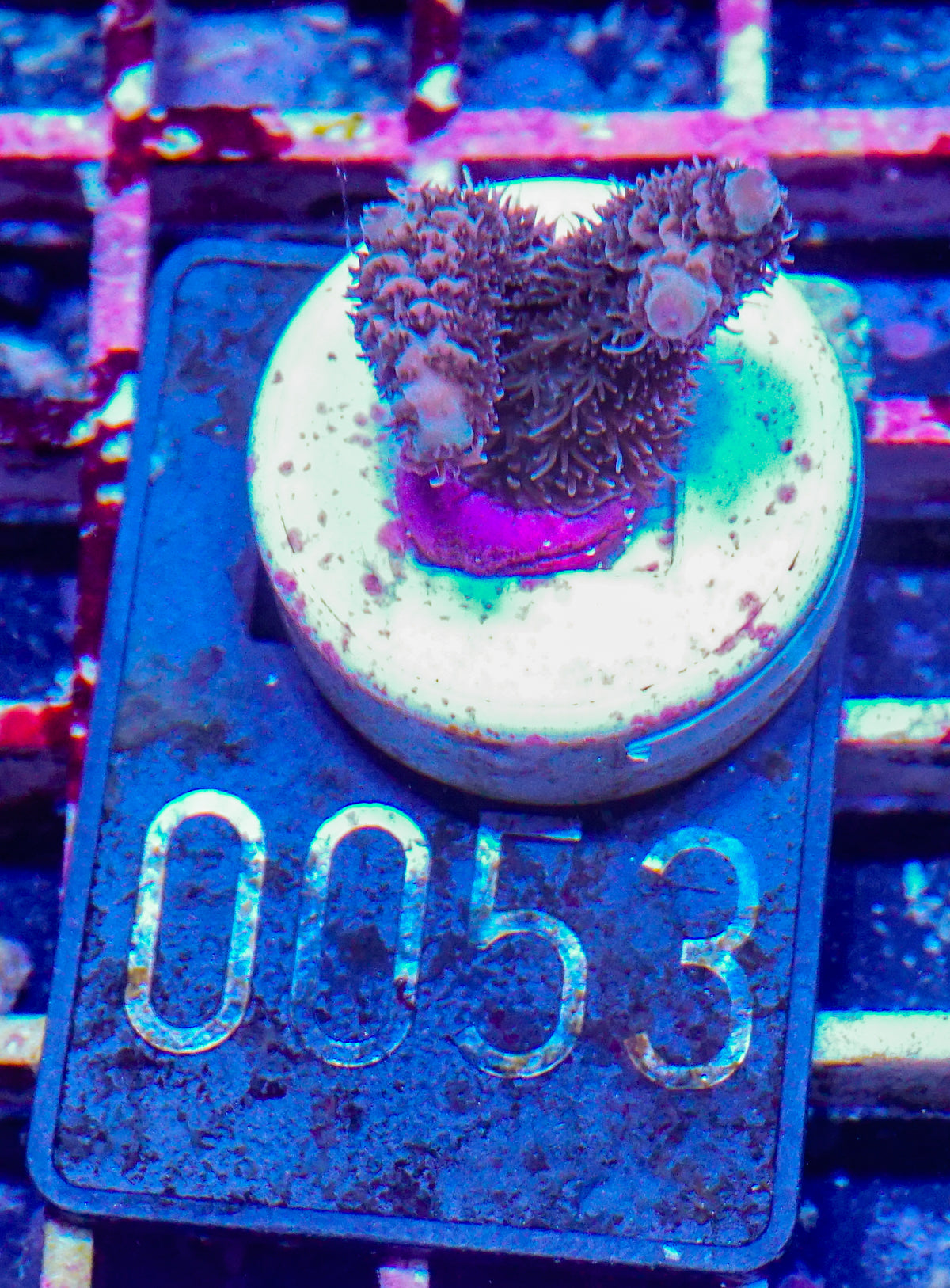 Acropora millepora "Pomegranate" Grade 1 Twin
