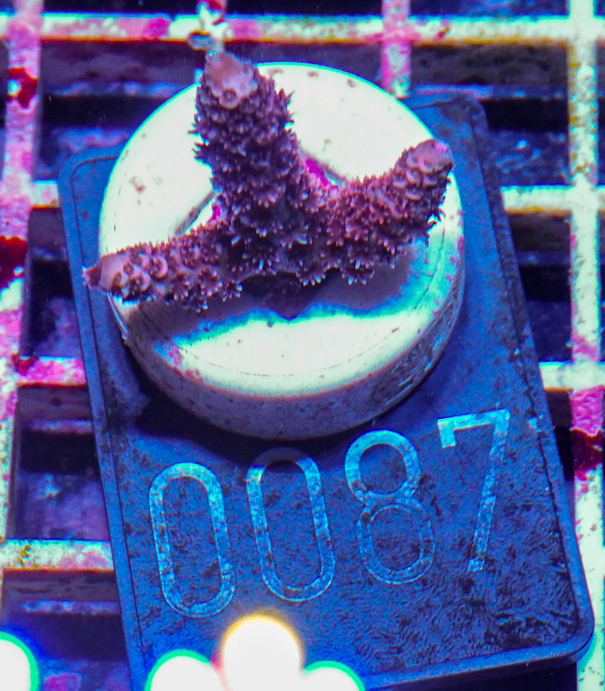 Acropora millepora "Pomegranate" Grade 1 Twin