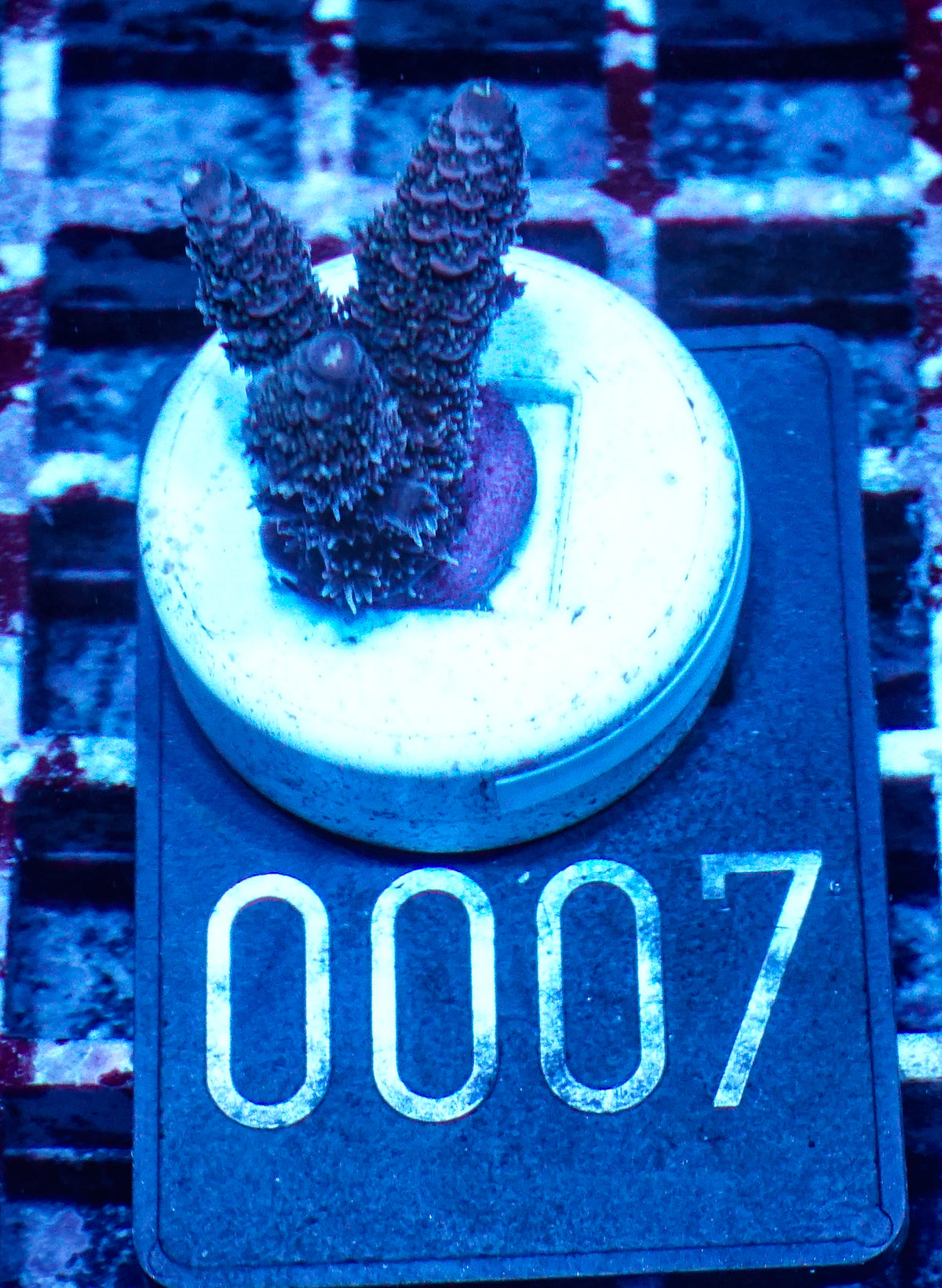 Acropora millepora "Pomegranate" Grade 1 Twin