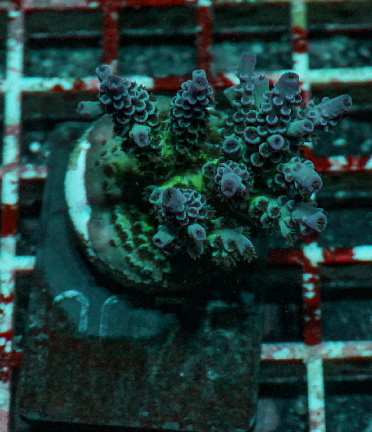 Acropora austera “golden age”