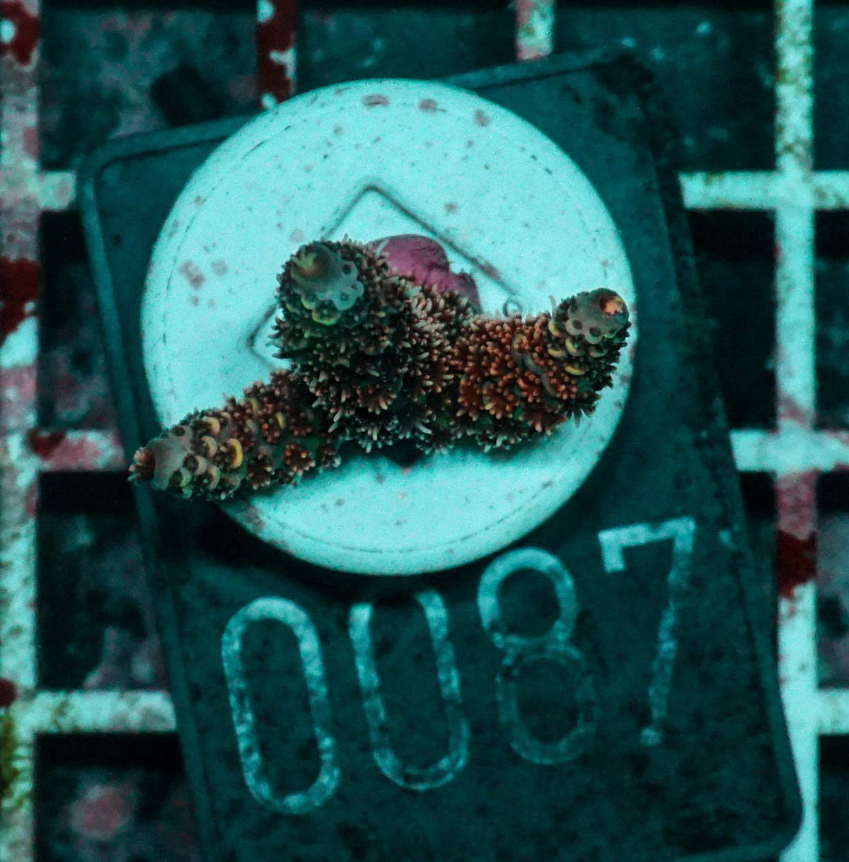 Acropora millepora "Pomegranate" Grade 1 Twin