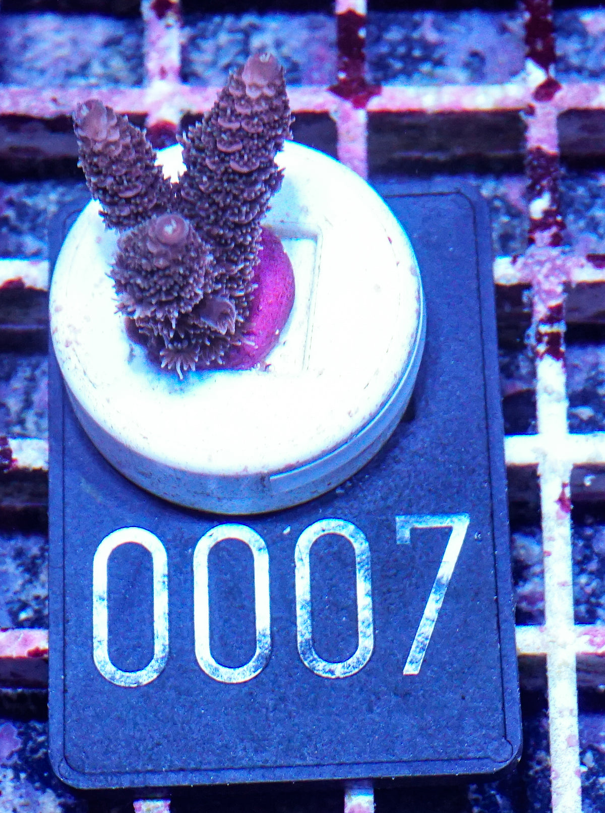 Acropora millepora "Pomegranate" Grade 1 Twin