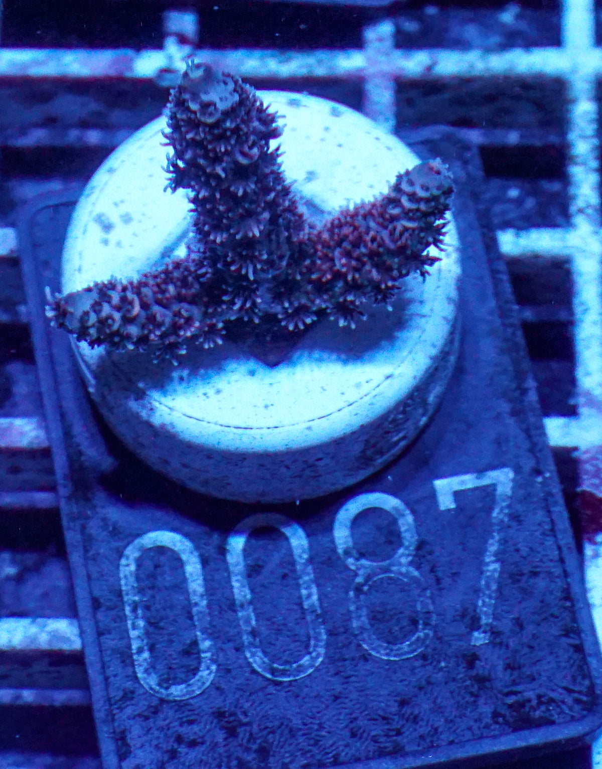 Acropora millepora "Pomegranate" Grade 1 Twin