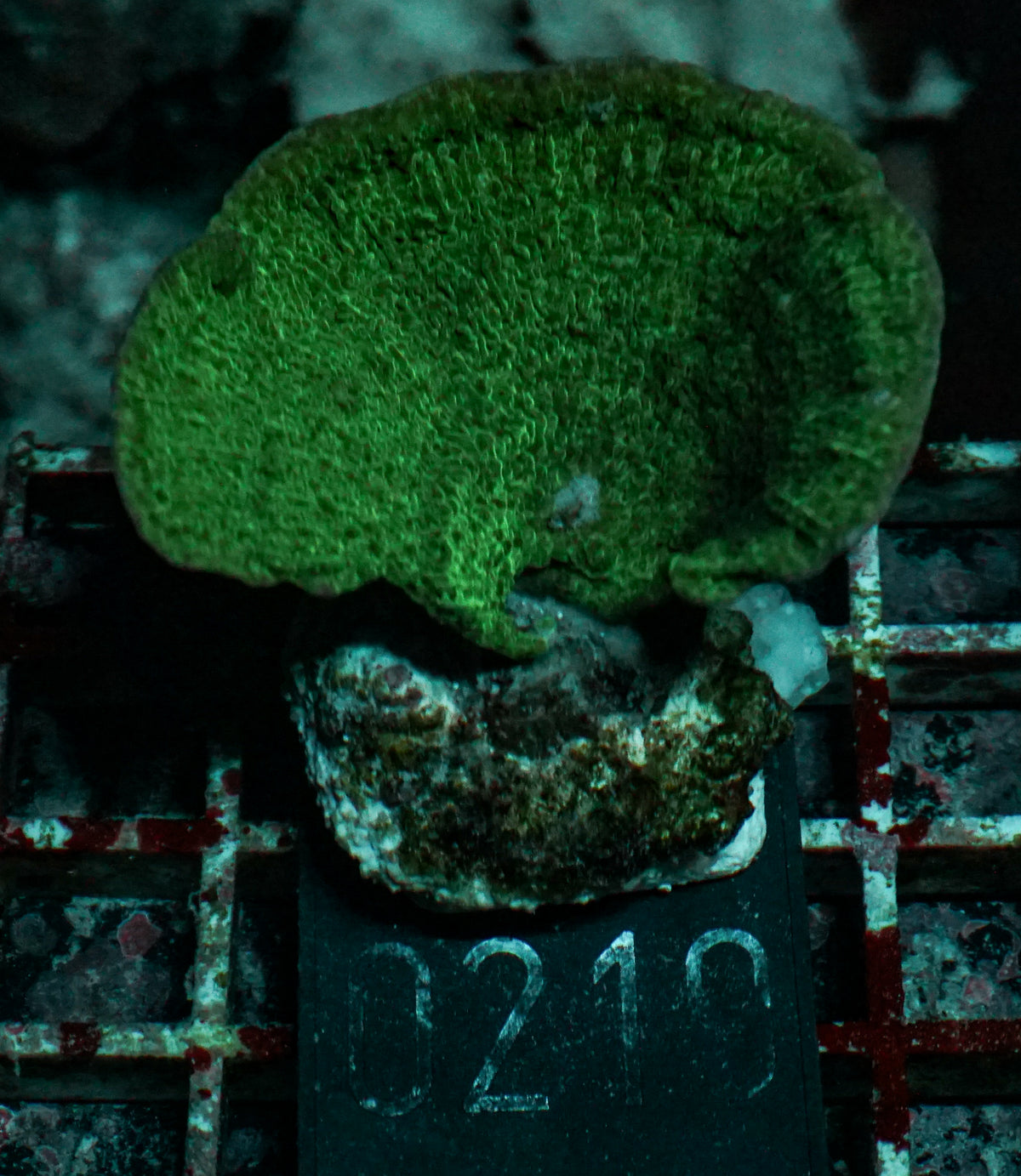 Montipora delicatula