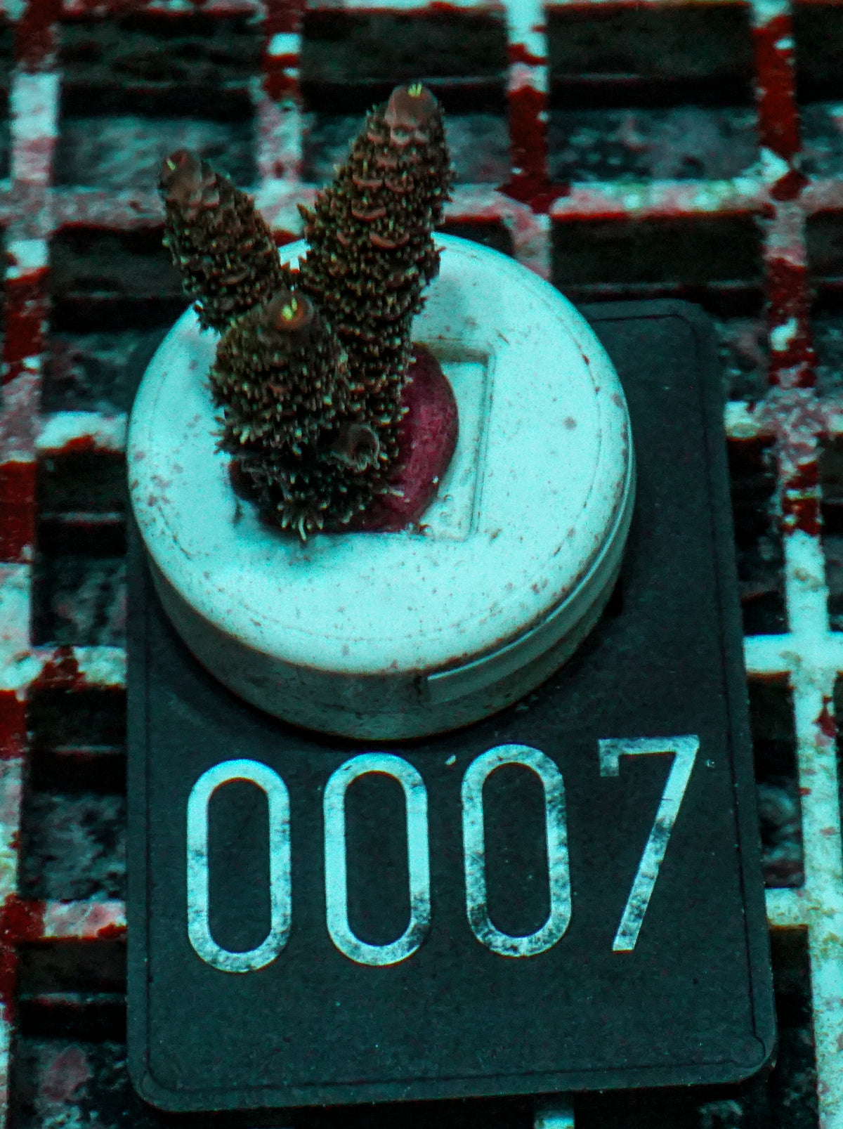 Acropora millepora "Pomegranate" Grade 1 Twin