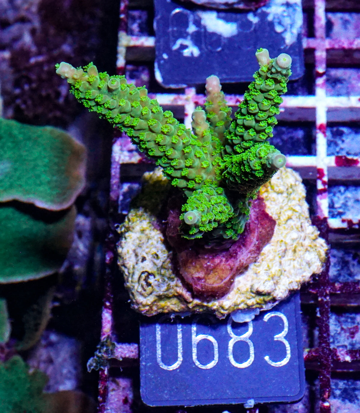 Acropora tumida "Enzmann"