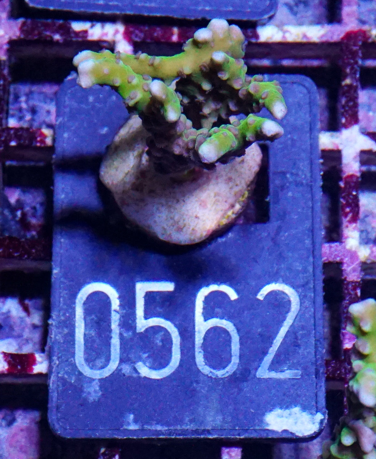 Anacropora forbesi  "rare"