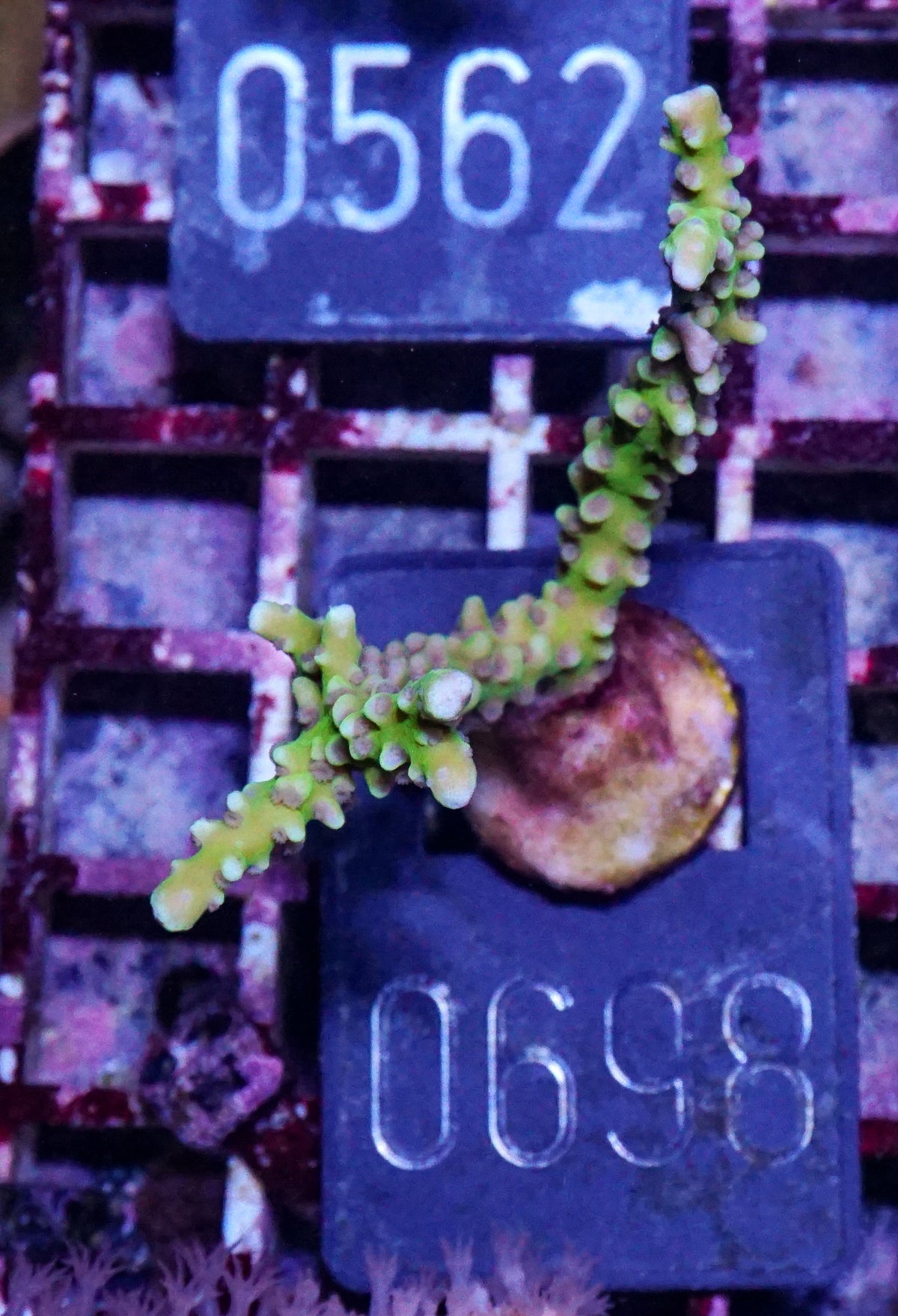 Anacropora forbesi  "rare"