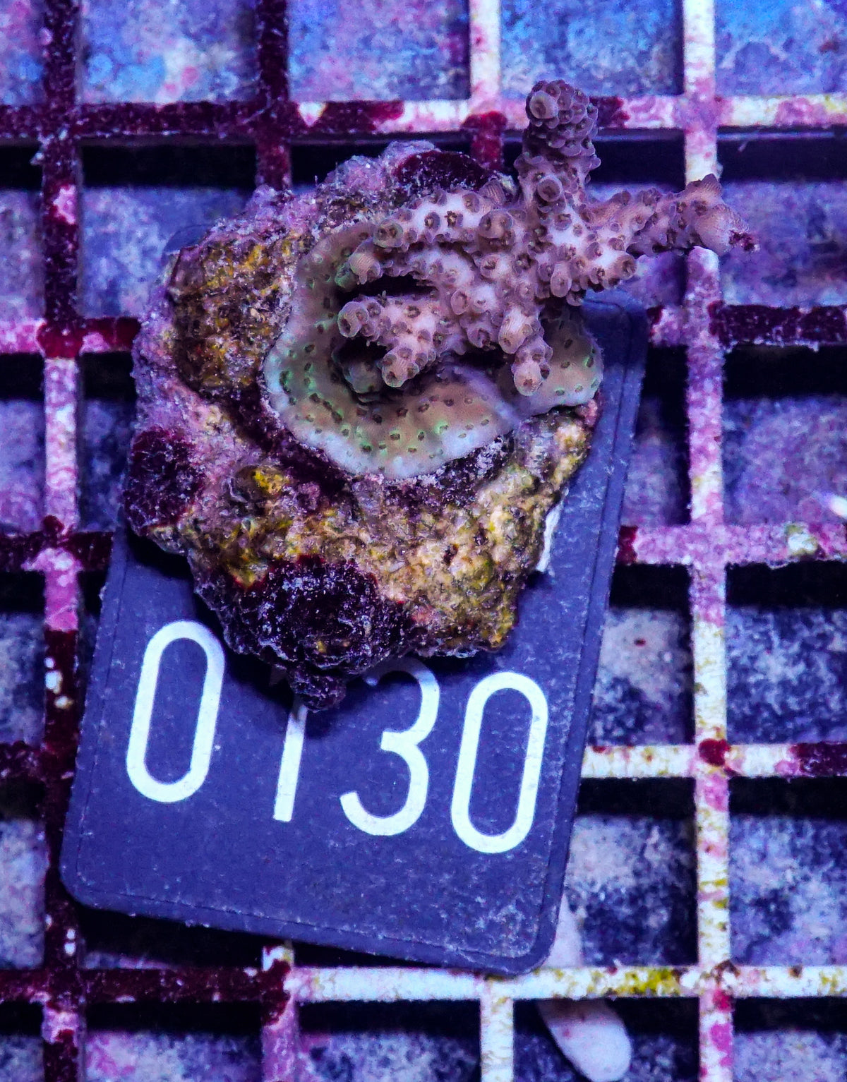 Acropora hyacinthus "pink lady"