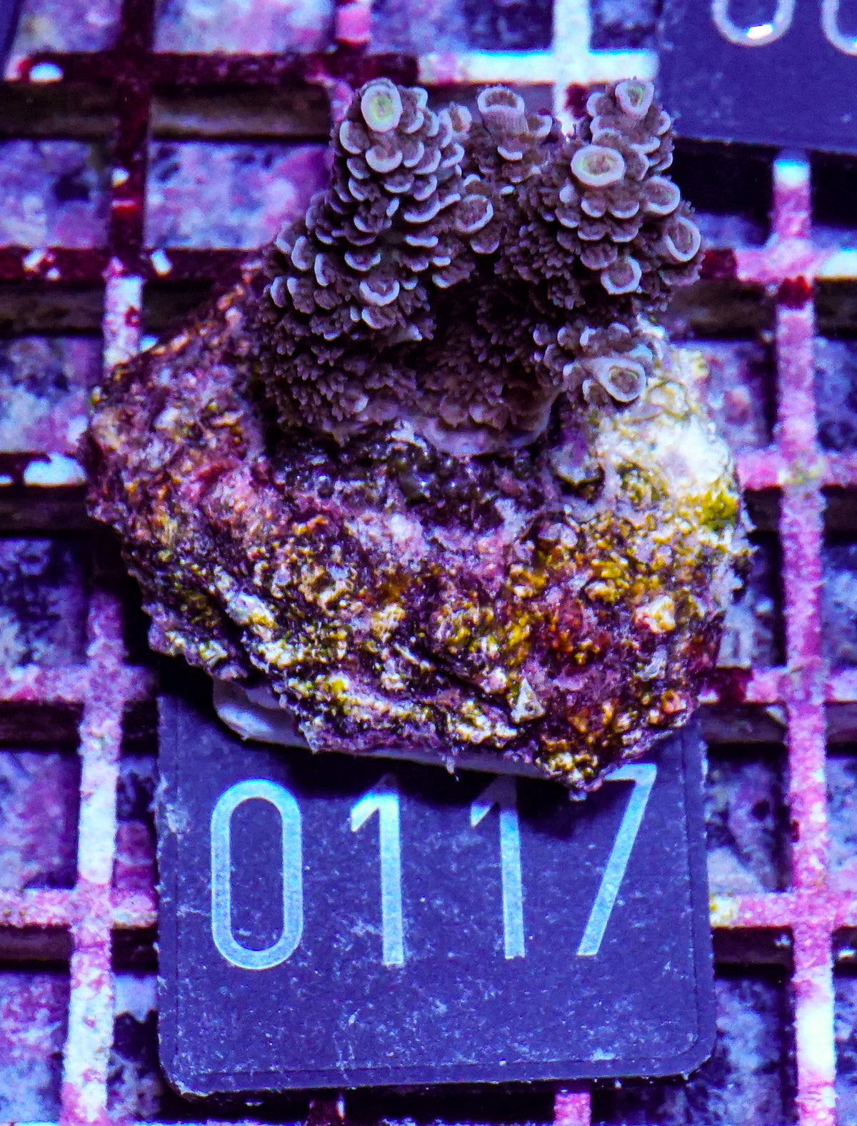 Acropora tenuis „Walt Disney art"