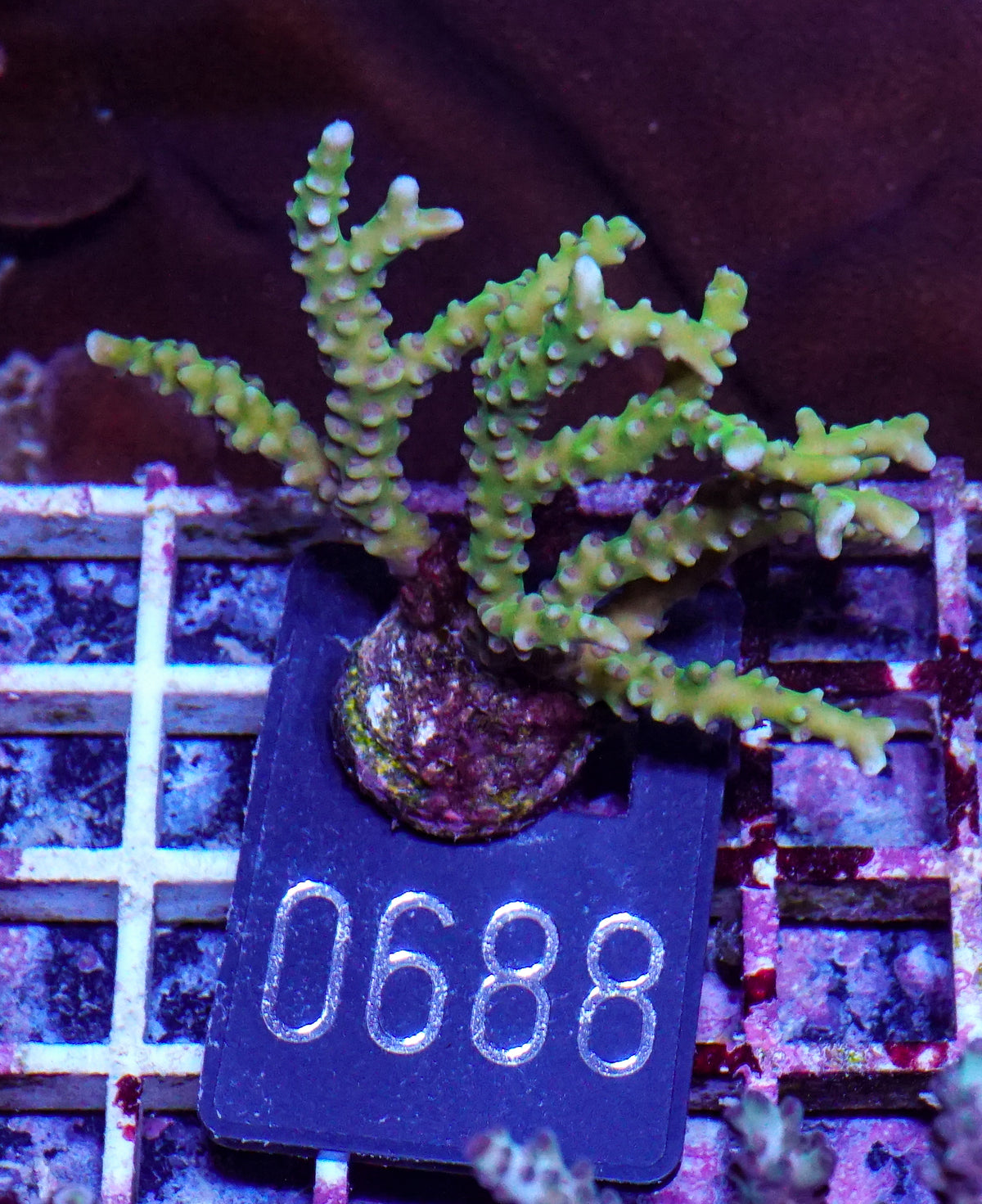 Anacropora forbesi  "rare"
