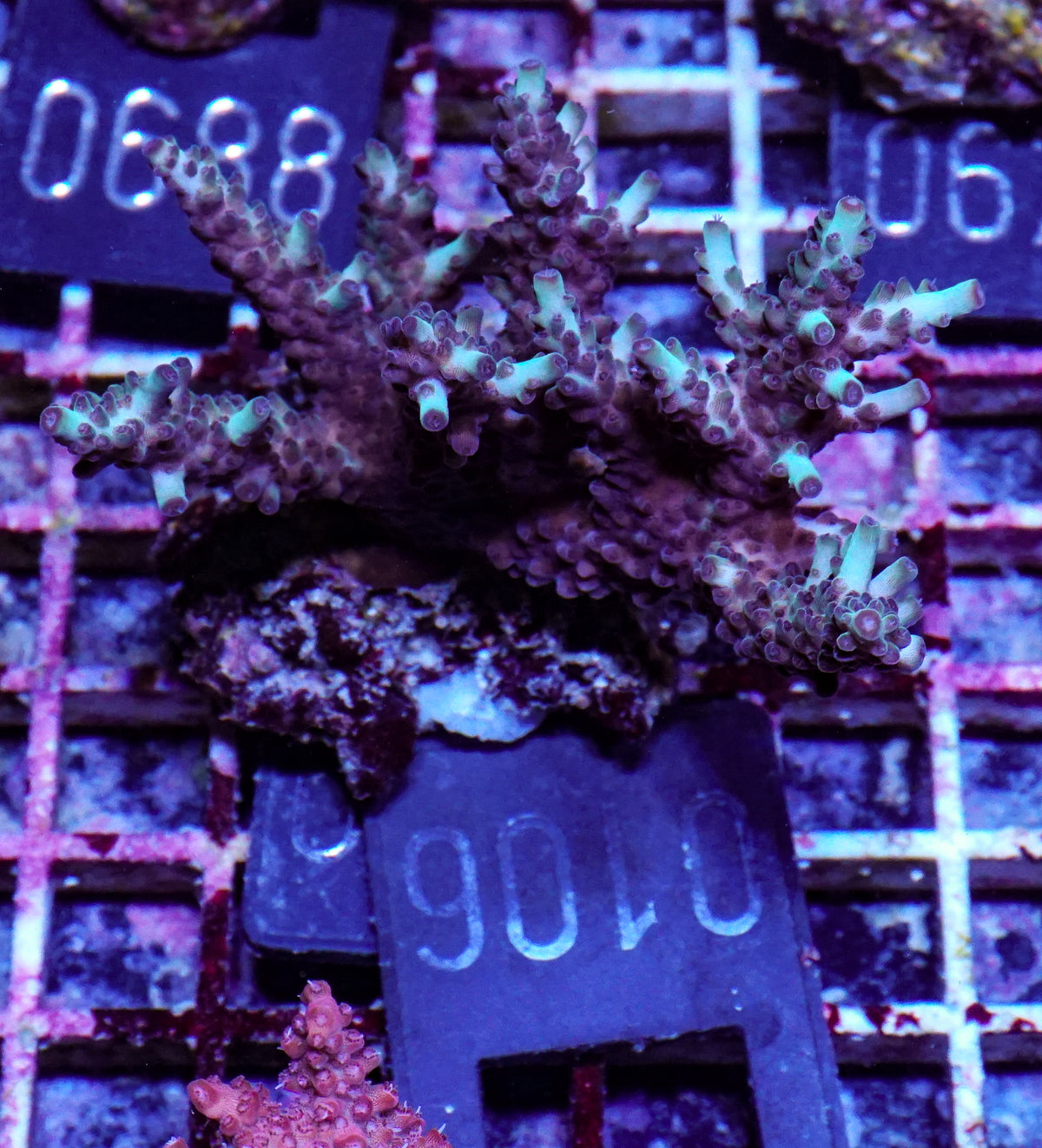 Acropora massawensis „false strawberry-shortcake"