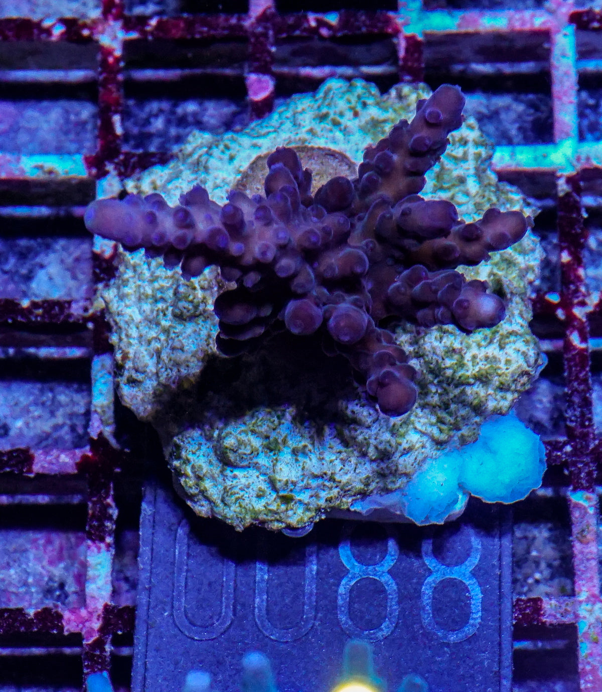 Acropora rufus „miyagi“