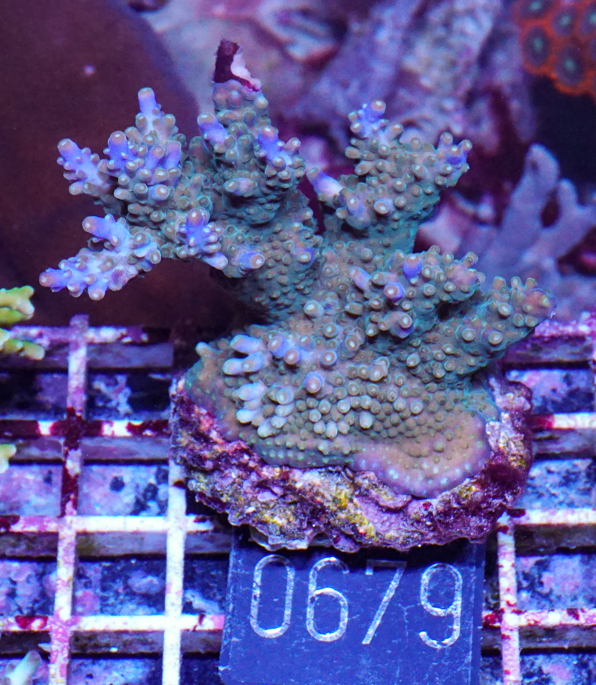 Acropora valida