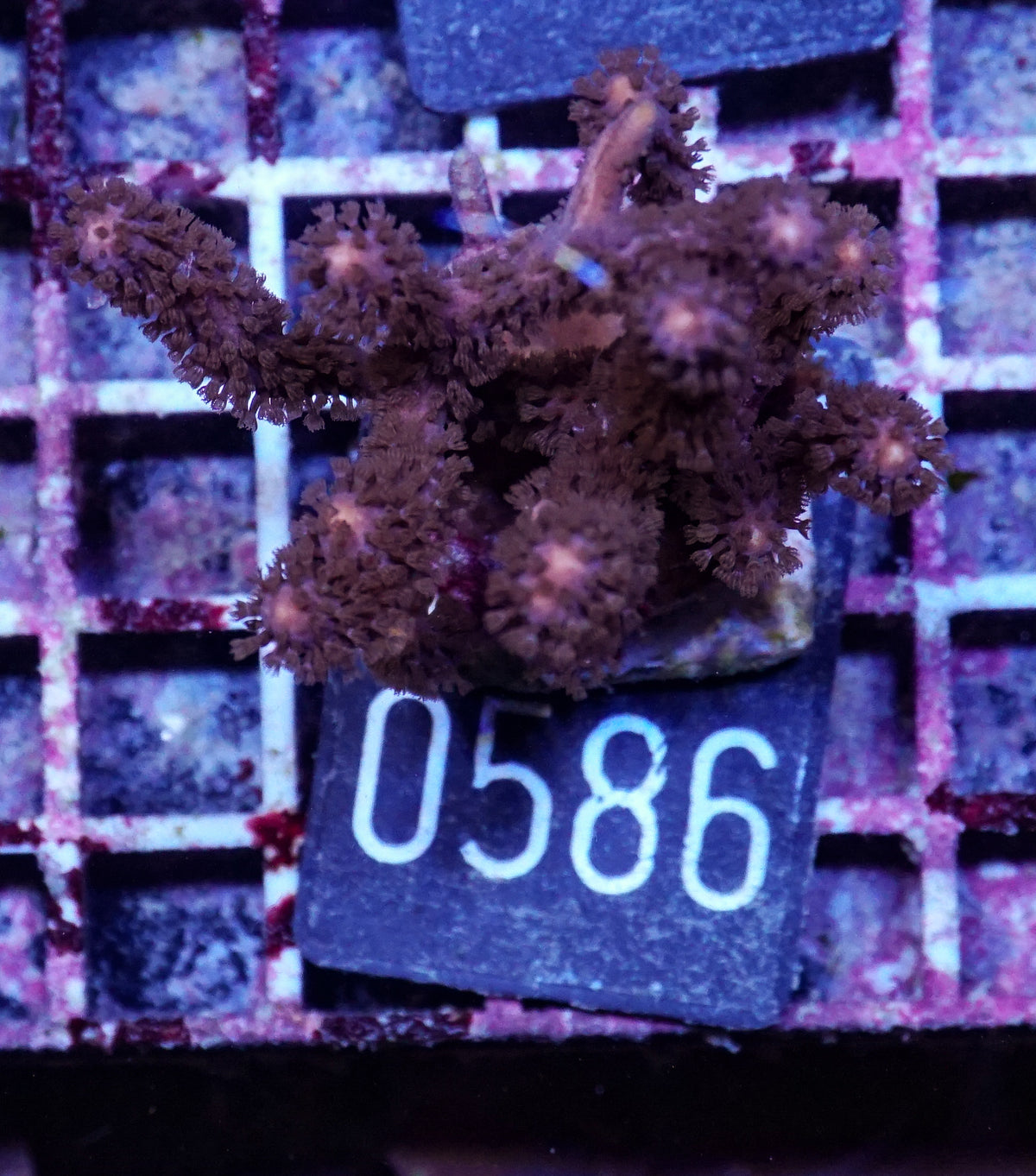 Isis hippuris