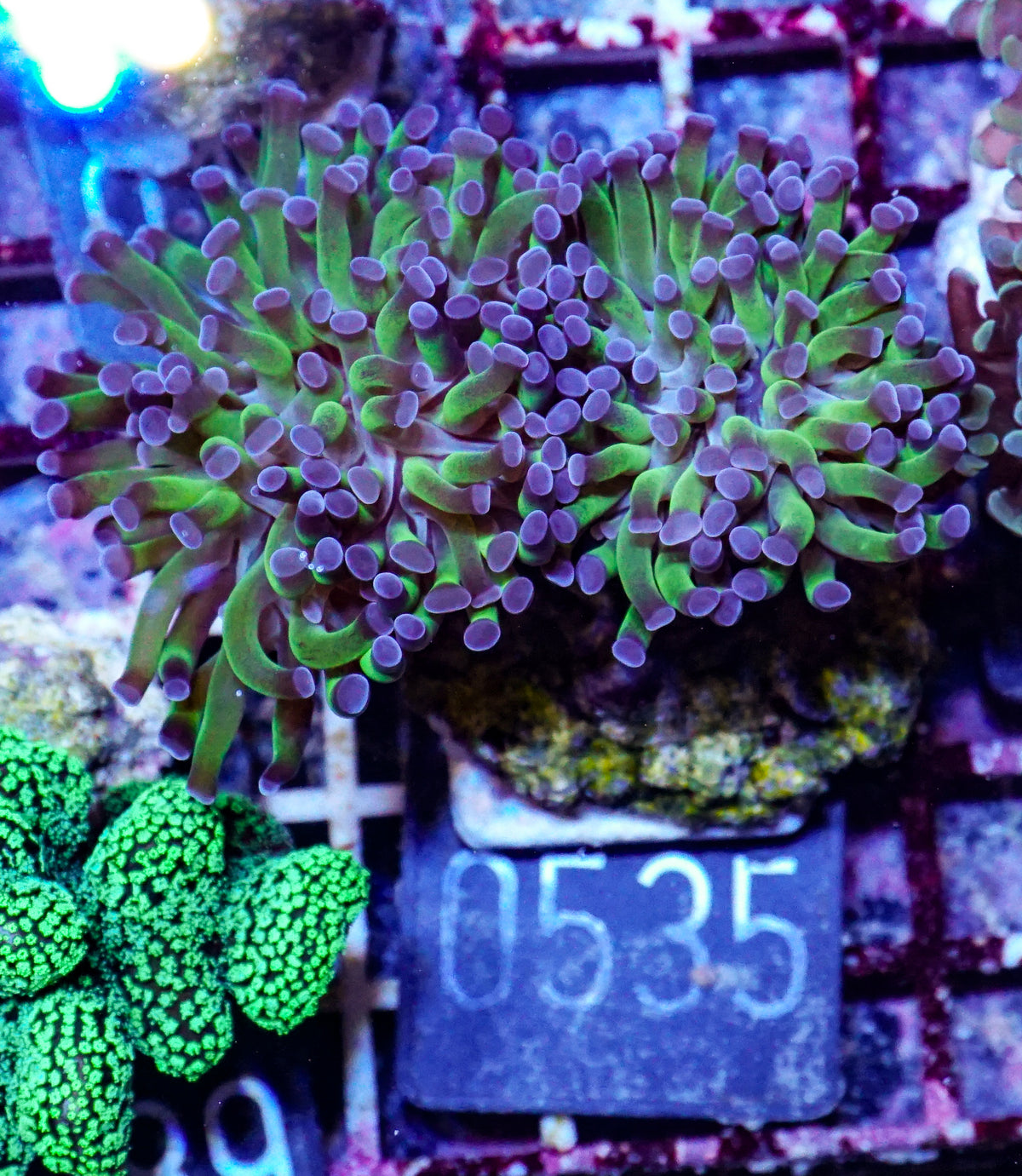 Euphyllia/Fimbriaphyllia paraancora
