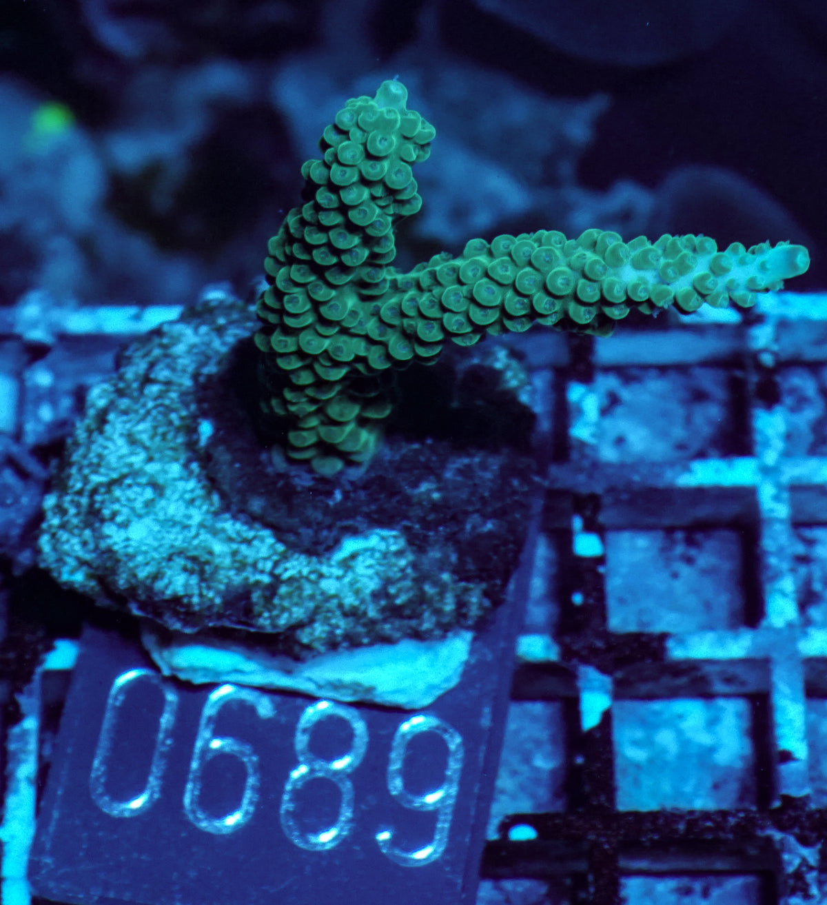 Acropora formosa
