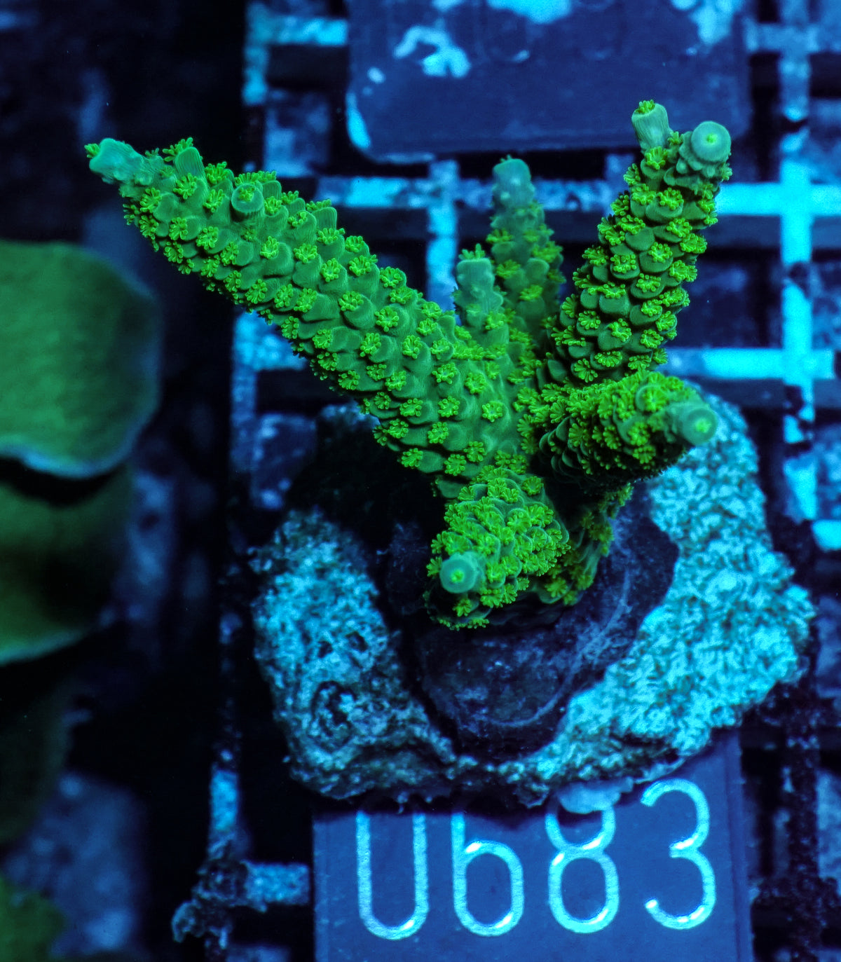 Acropora tumida "Enzmann"