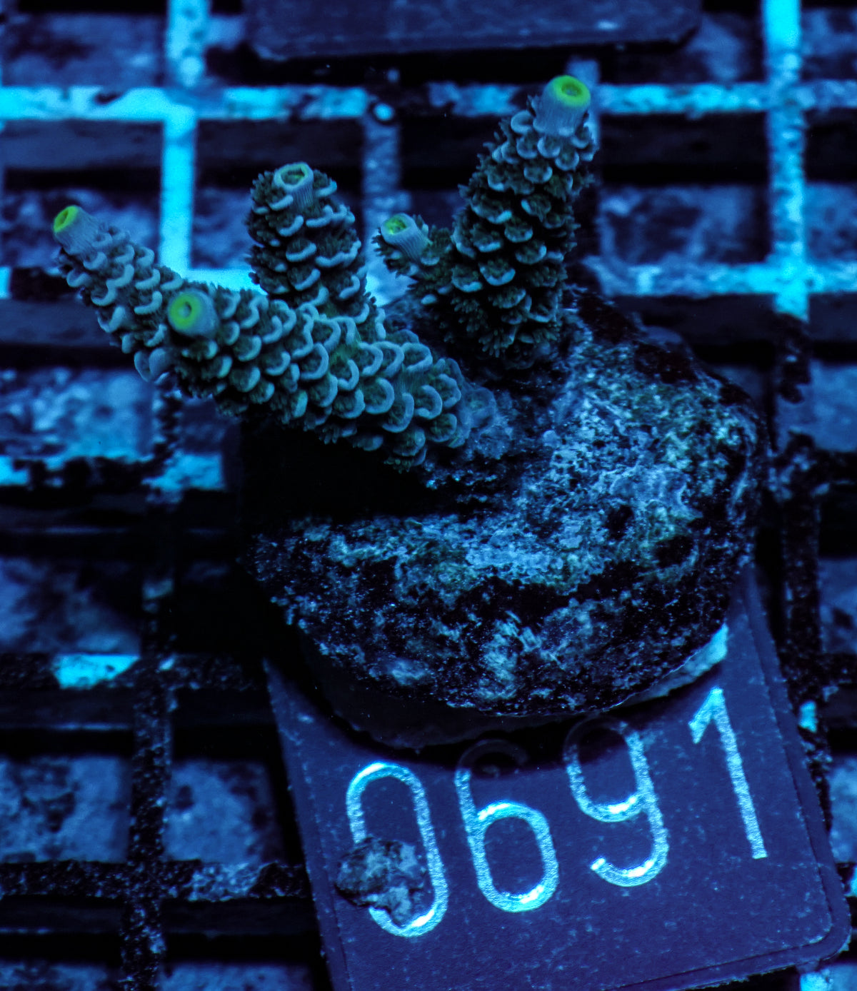 Acropora tenuis „Walt Disney art"