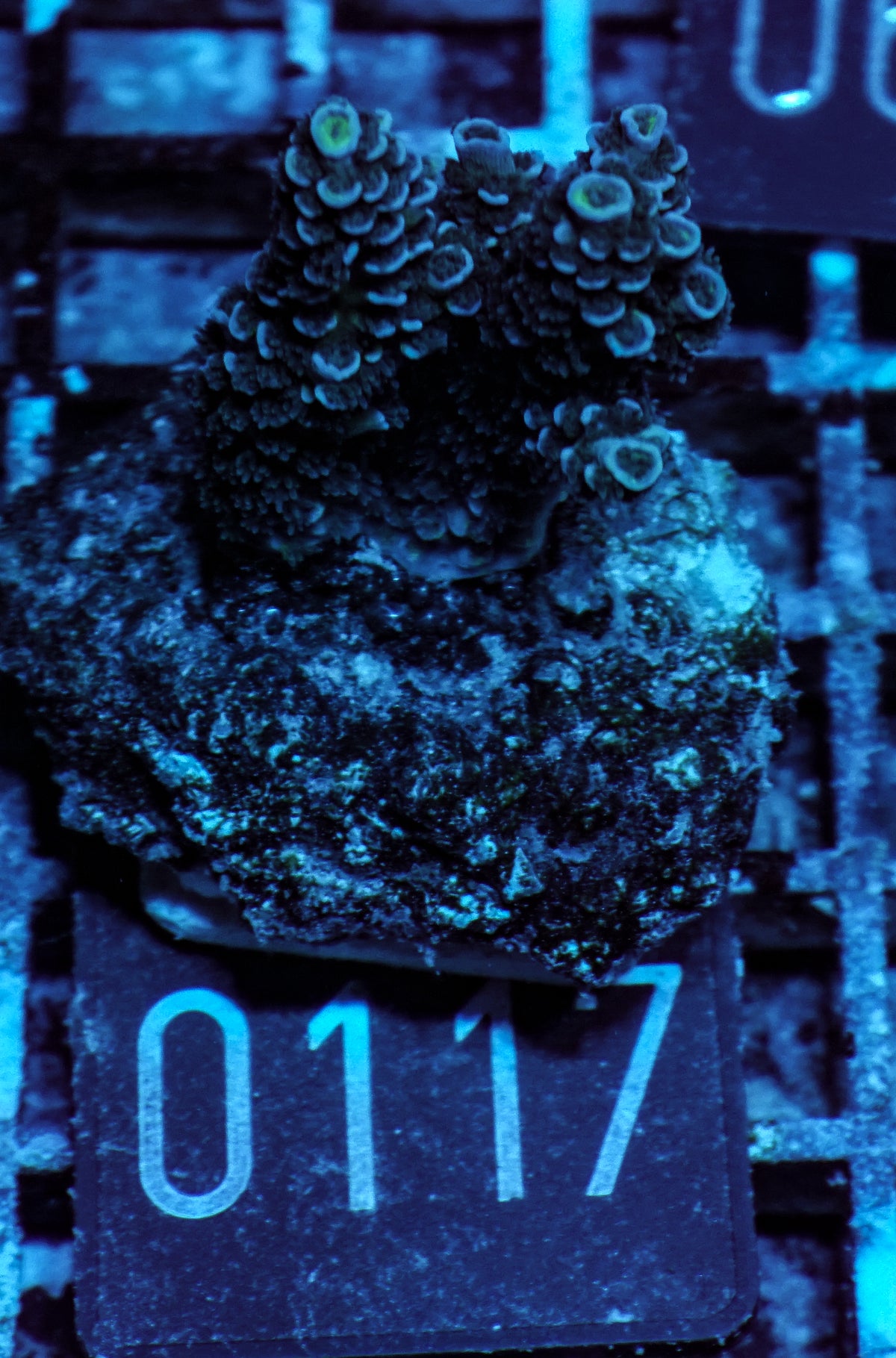 Acropora tenuis „Walt Disney art"