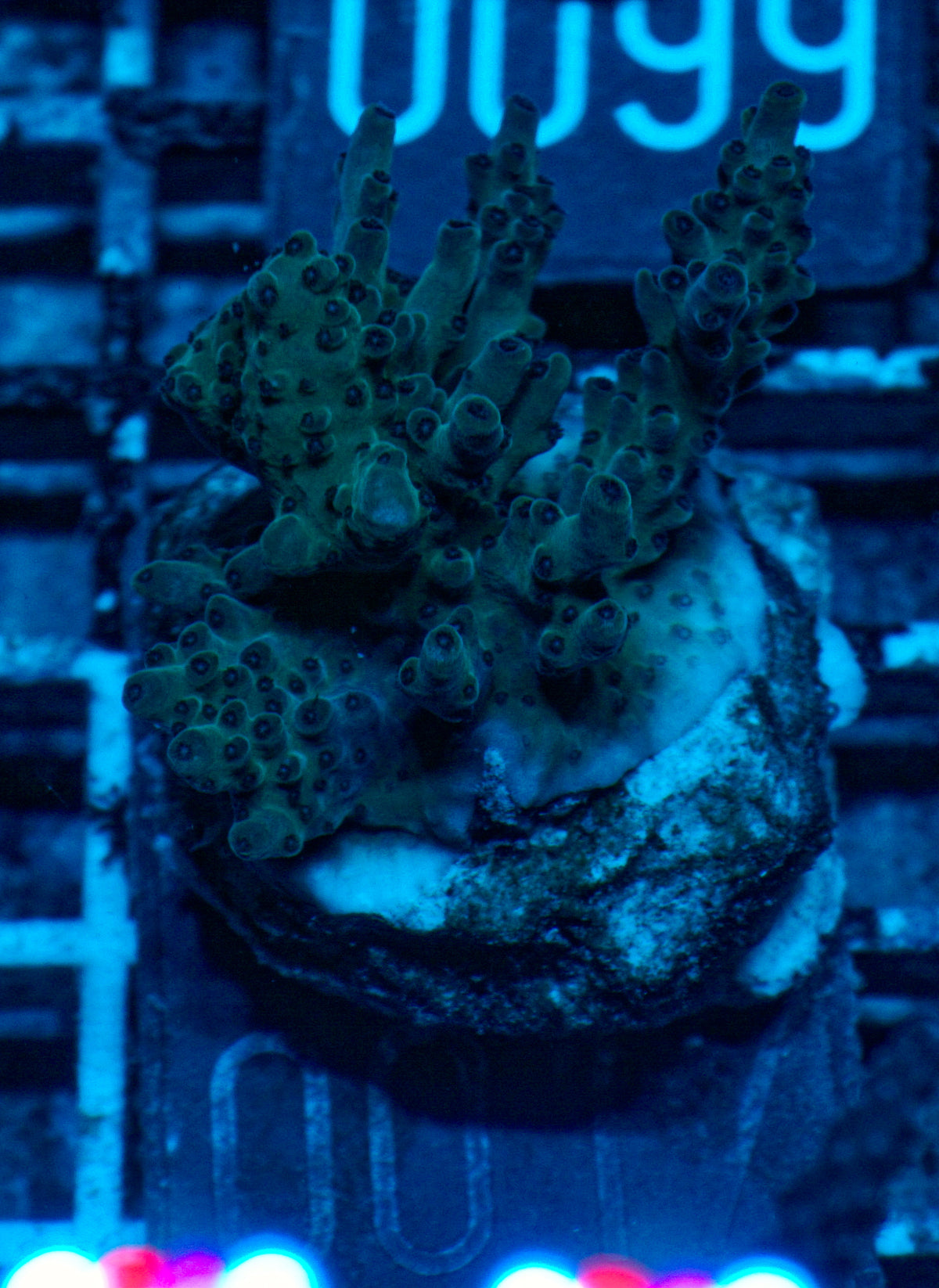 Acropora sp.