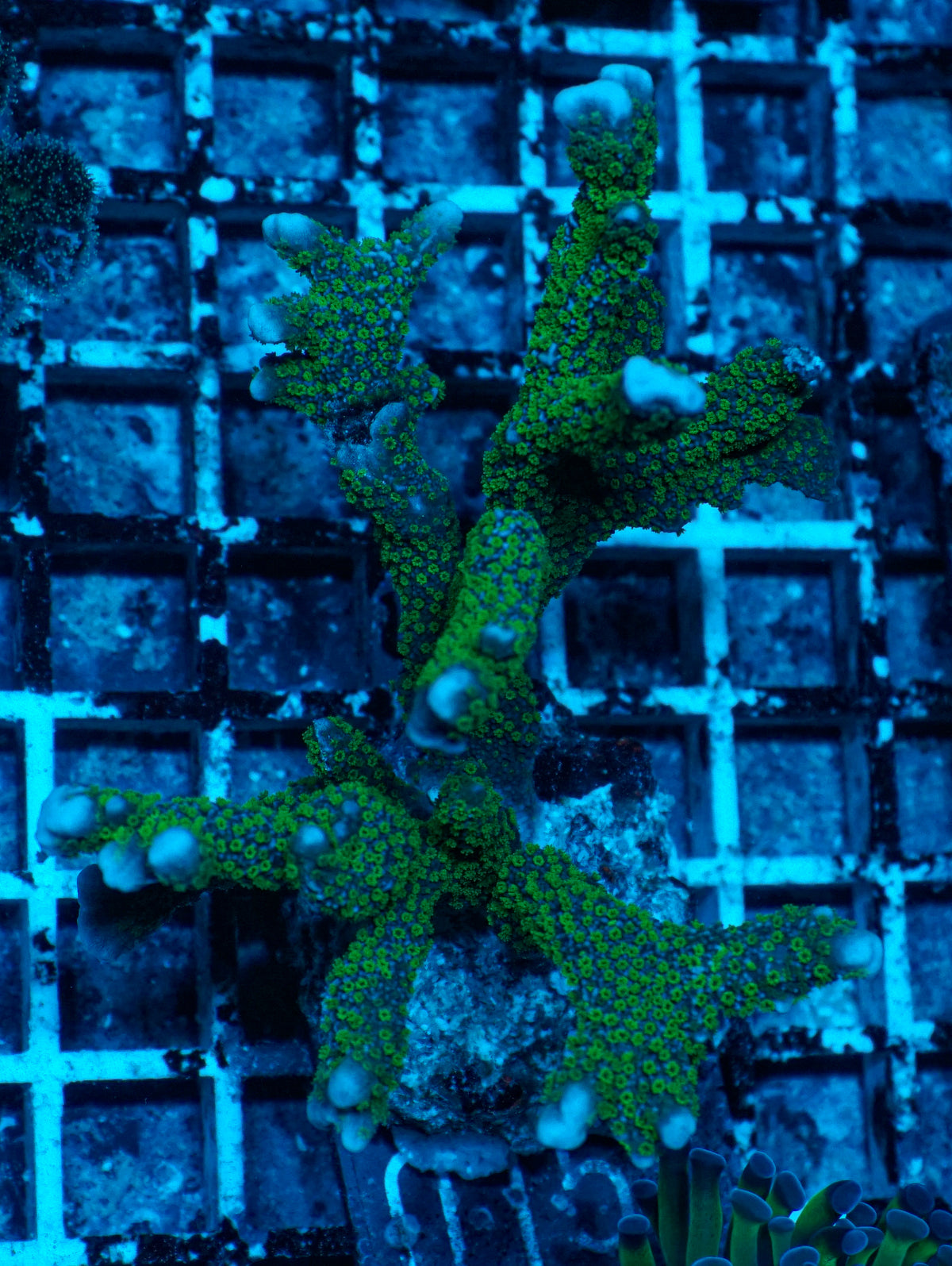 Montipora samarensis grün "rare"