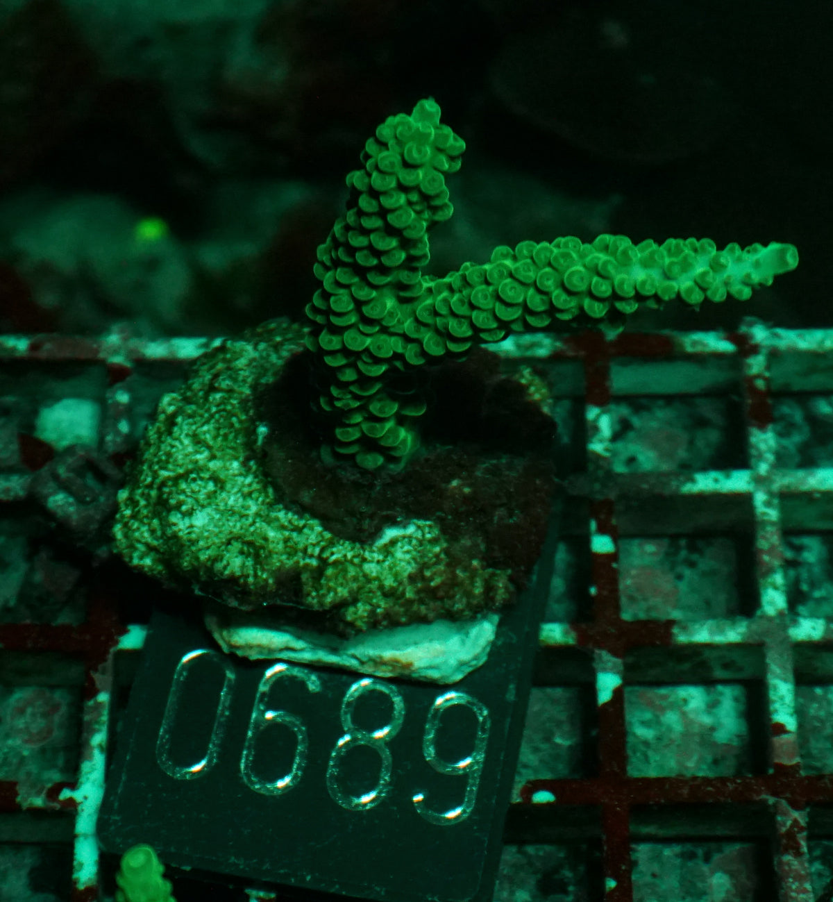 Acropora formosa