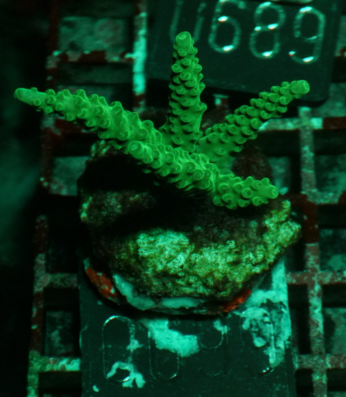 Acropora formosa