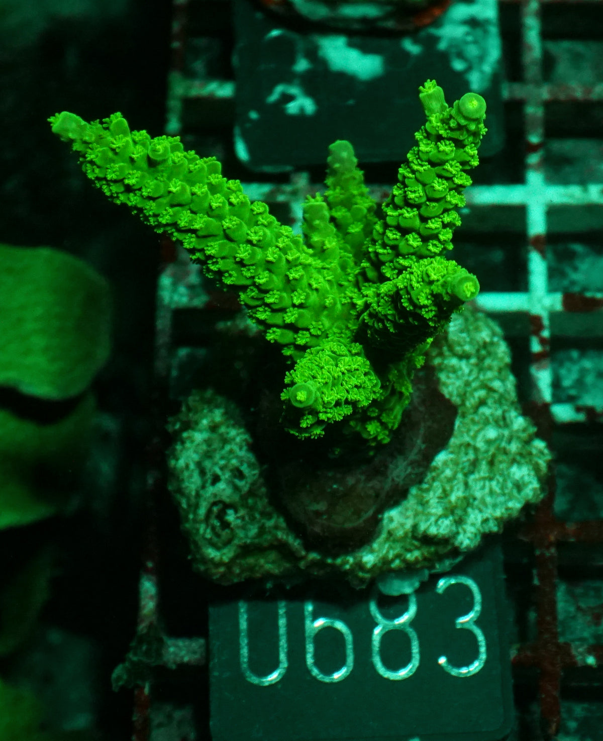 Acropora tumida "Enzmann"