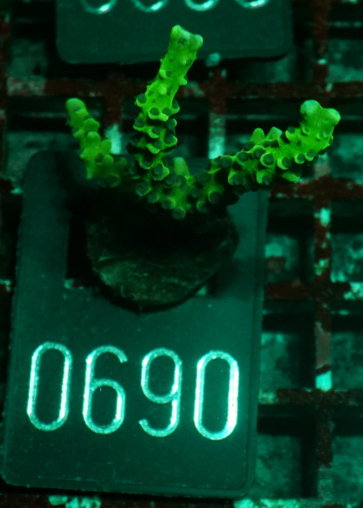 Anacropora forbesi  "rare"