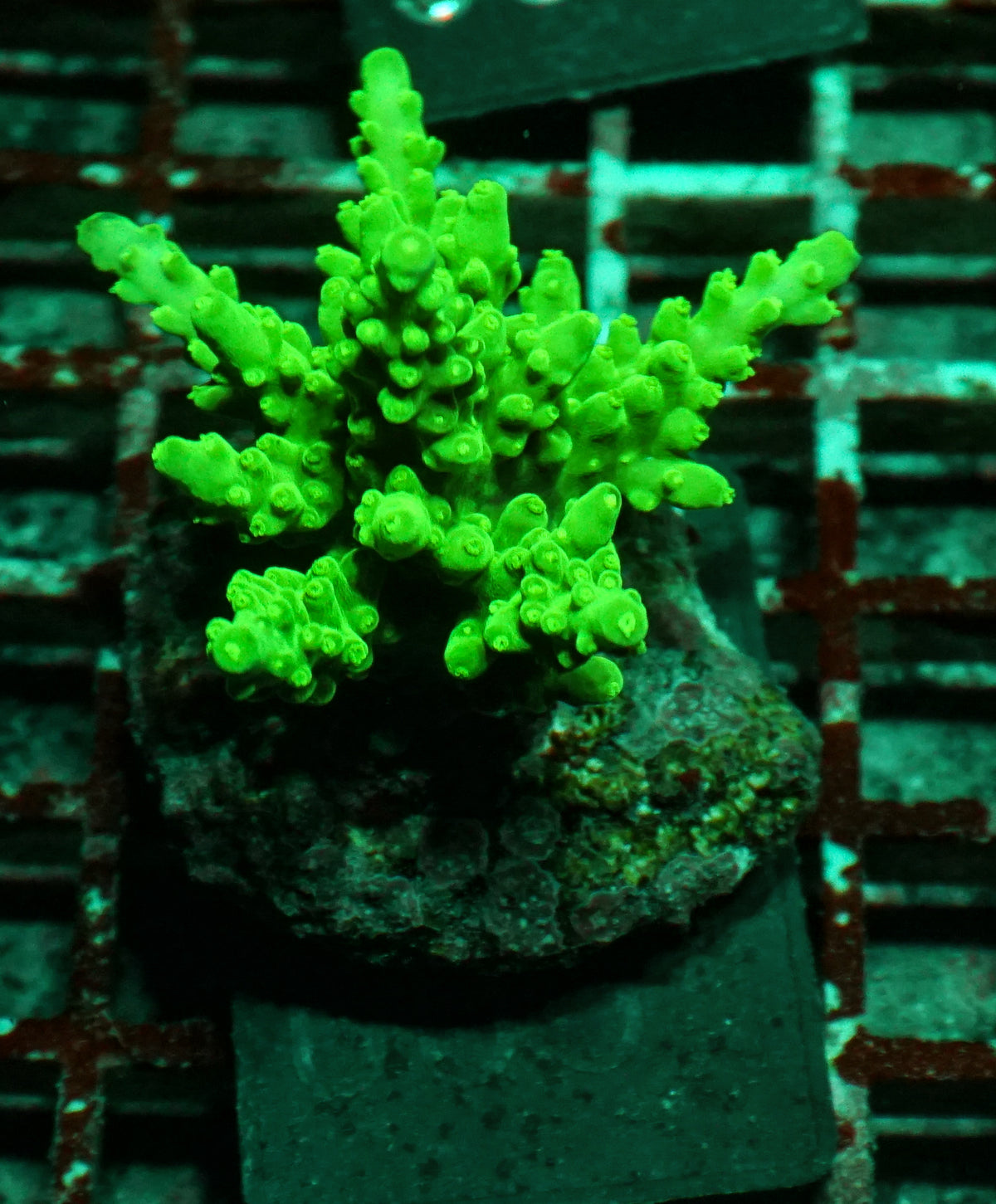 Acropora austera „golden age“
