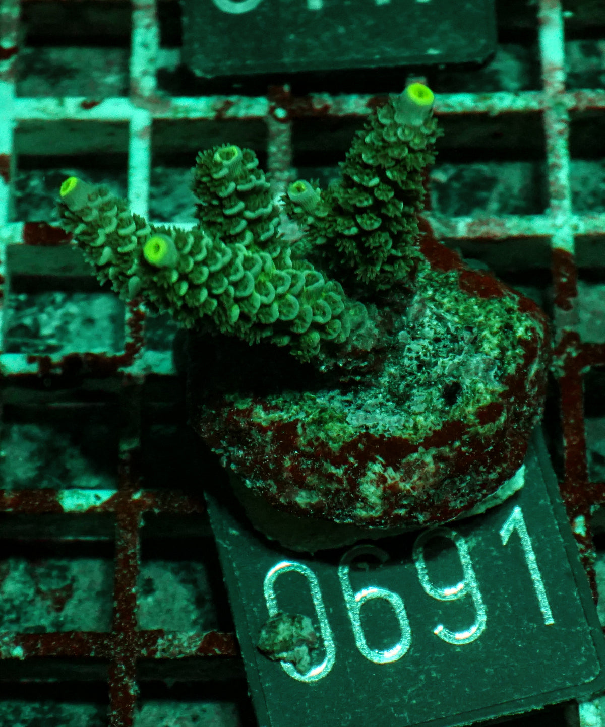 Acropora tenuis „Walt Disney art"